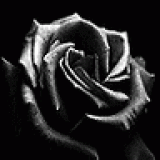 Black~Rose