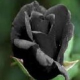 ~Black*Rose~