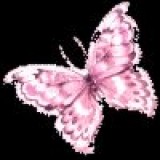 Pink Butterfly