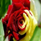 Exotic Rose