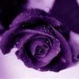 Purple Rose